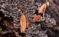 Fungus, Fallen Leaves