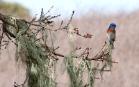 Male Western Bluebird (Sialia mexicana)