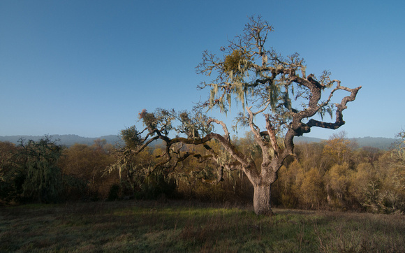 Valley Oak, Lace Lichen, Mistletoe -- and Willows