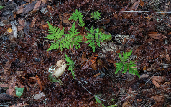 Goldback Fern (Pentagramma triangularis ssp. triangularis) Springs to Life