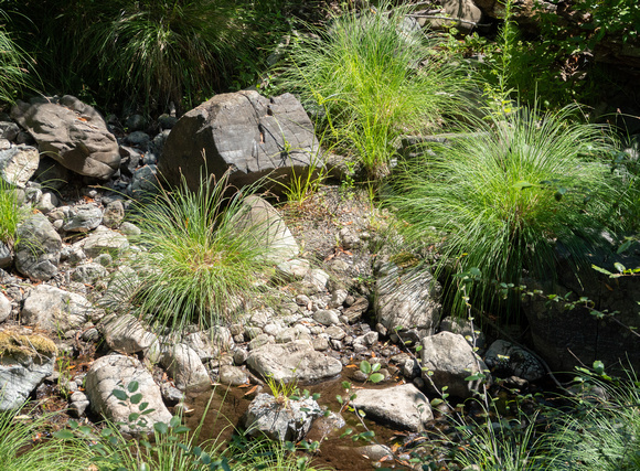 Torrent Sedge (Carex nudata) along San Francisquito Creek