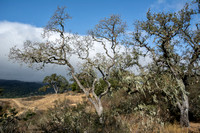 Blue Oaks (Quercus douglasii) (?) with Lace Lichen (Ramalina menziesii) (3)