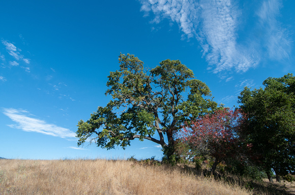 Valley Oak (Quercus lobata) with Toyon (Heteromeles arbutifolia)