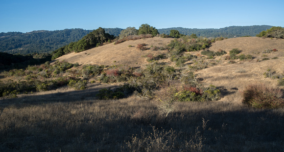 Chaparral and Grassland