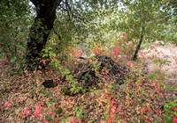 Woodrat Nest and Poison Oak