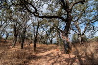 Blue Oak Forest (Quercus douglasii)