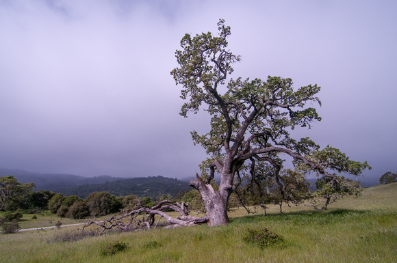 Old Valley Oak (Quercus lobata)