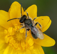 *Bee on Flower of California Buttercup (Ranunculus californicus) (Closer)