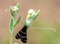 *Three-striped Longhorn Moth (Adela trigrapha)