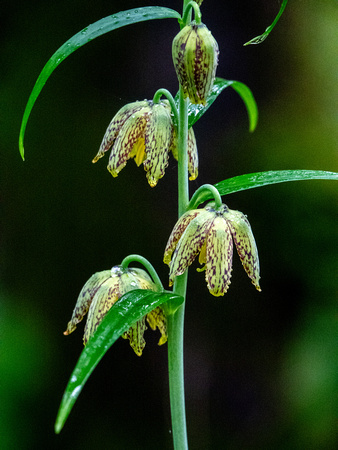 Checker Lily (Fritillaria affinis)( on Black Oak Trail