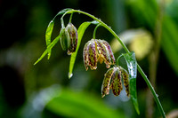 Checker Lily (Fritillaria affinis)( on Black Oak Trail