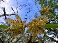 Looking up from Below -- Checker Lily (Fritillaria affinis)( on Black Oak Trail