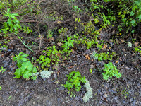 Plants along Black Oak Trail