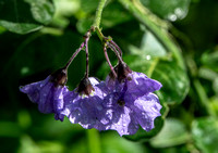 Blue Witch Nightshade (Solanum umbelliferum) with Raindrops