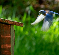Male Western Bluebird (Sialia mexicana) Lands back at Bluebird House