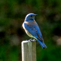 Male Western Bluebird (Sialia mexicana) at Bluebird House