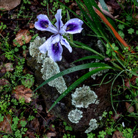 Douglas' Iris (I. douglasiana) in the Garden