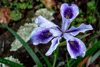 Douglas' Iris (I. douglasiana) in the Garden
