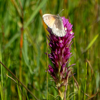 Butterfly on Owl's Clover