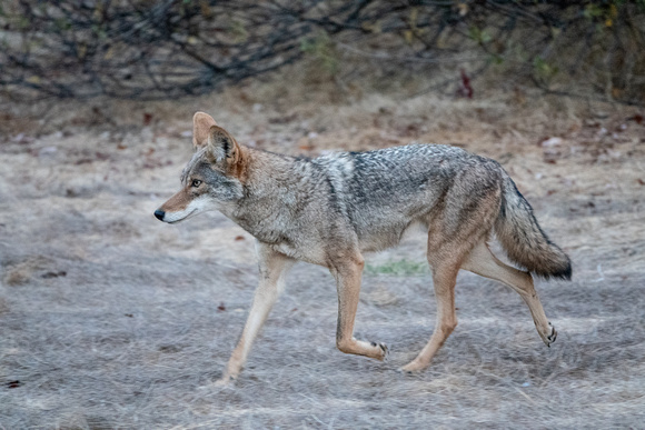 Trotting Coyote (Canis latans)
