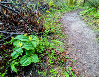 3/15/2020 Morning Hike: Rainbow, Bluebird, and Coyote at Frog Pond, plus Trillium and more on Eagle Trail