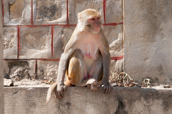Mother Macaque Monkey