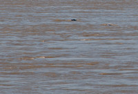 River Dolfins