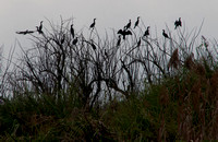 Little Cormorants at Rest
