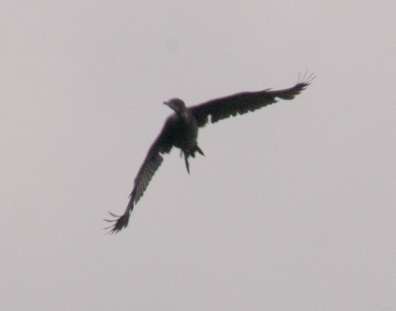 Little Cormorant (?) in Flight