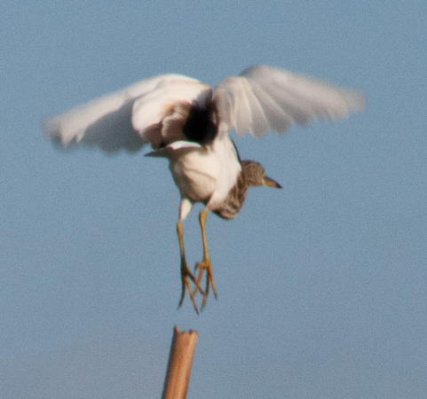 Indian Pond-heron Taking Off