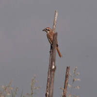 Brown Shrike