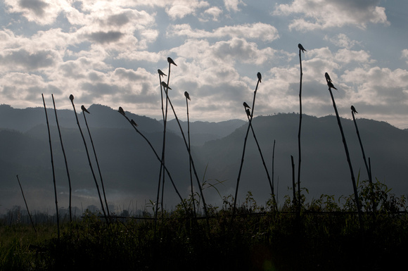 Barn Swallows on Posts, Inle Lake