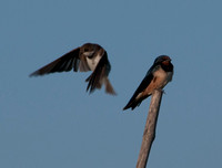Barn Swallows, Female & Male, Flying & Perched