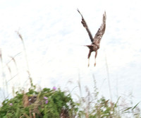 Eurasian Marsh Harrier taking off