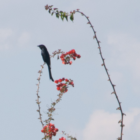 Black Drongo, Perched, Singing