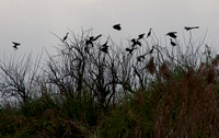 Little Cormorants taking off