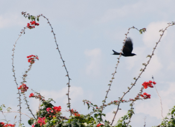 Black Drongo in Flight