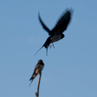 Barn Swallow & Bird