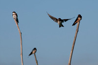 Inle Lake Birds