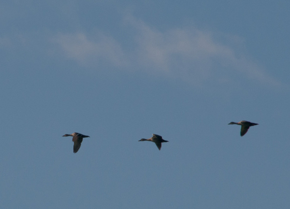 Indian Spot-billed Ducks in Flight