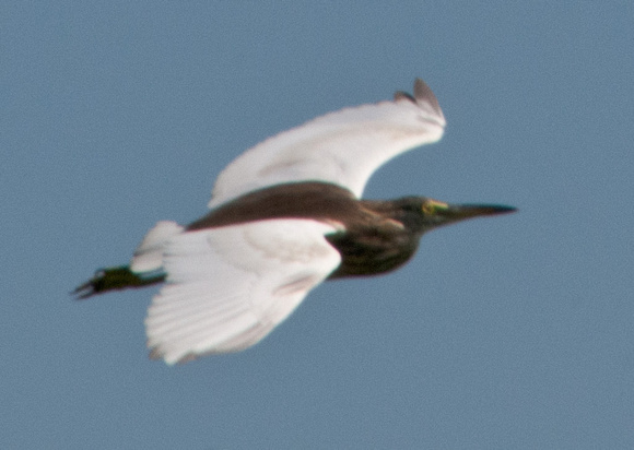 Indian Pond-heron in Flight