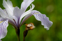 Douglas' Iris (I. douglasiana)