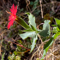 June-July 2021 Wildflowers of the Month (Where and When)