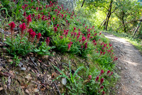 3/26/2020 Spring Wildflowers: Up Toyon Trail, then Arroyo, Old Spanish Trails