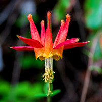 Flower of Crimson Columbine (Aquilegia formosa)