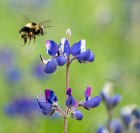 Lupine and Iris, Ant and Bee