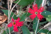 5/24/2021 - 6/24 Indian Pink Blossoms -- in Sequence