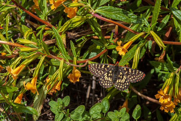 Variable Checkerspot Butterfly on Sticky Monkeyflower (Mimulus aurantiacus)