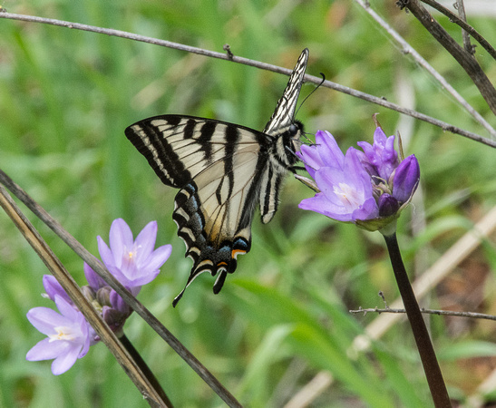Pale Swallowtail Butterfly (Papilio eurmedon) Visits Flower of Blue Dicks (Dichelostemma capitatum ssp. capitatum)