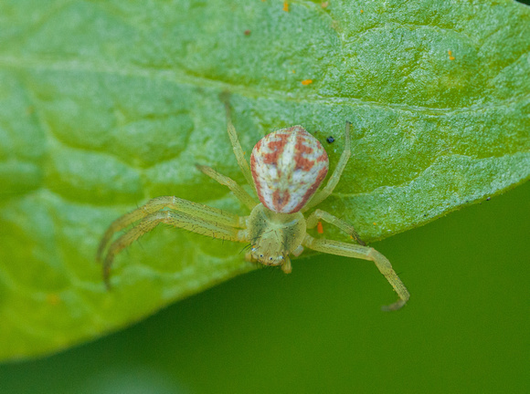 Crab Spider (Diaea livens) on Leaf of Narrow-leaved Mule Ears (Wyethia angustifolia)